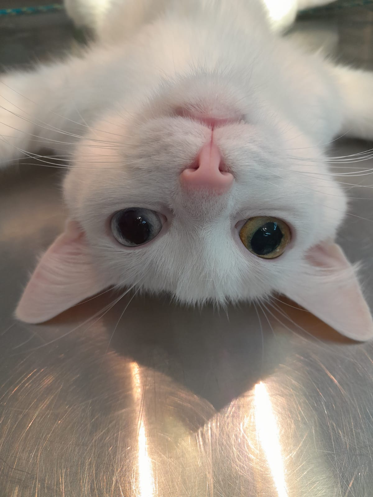 kotek